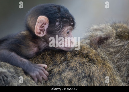 junge Barbary Affe auf Elternteils zurück Gibraltar Stockfoto