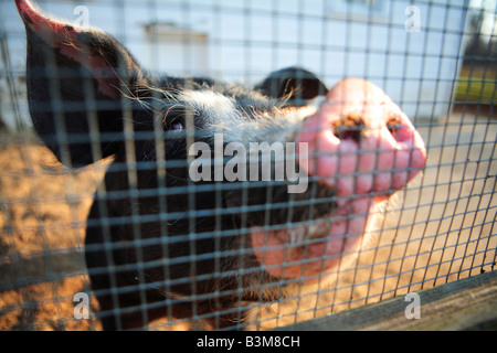 SCHWEIN IN EINEM STIFT AUF EINEM BAUERNHOF IM MITTLEREN WESTEN Stockfoto