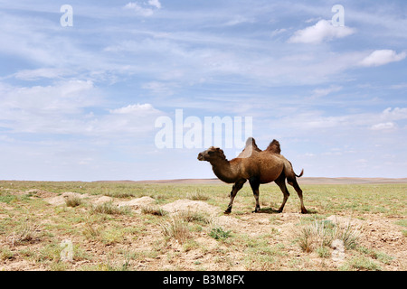 Ein baktrischen Kamel in der Wüste Gobi in der Mongolei Stockfoto