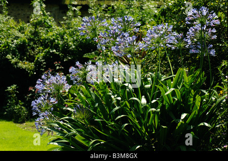 Afrikanische Blaue Lilie Agapanthus Africanus Blumen beleuchteten Garten im Hintergrund Stockfoto