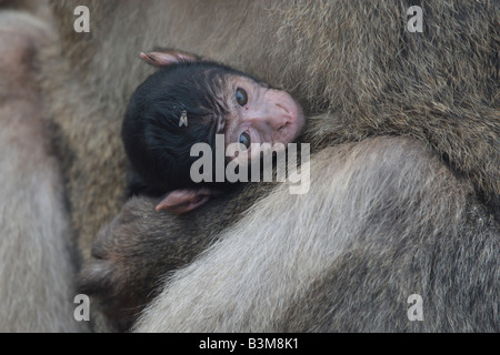 Barbary Affe und jung, Gibraltar Stockfoto