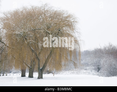 Winter-Szene mit Weiden mit Schnee bedeckt Stockfoto