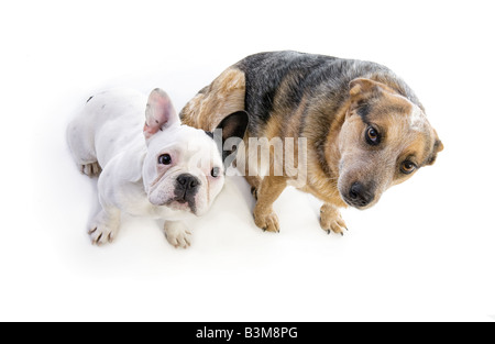 Schwarz / weiß französische Bulldogge und Australian Cattle Dog Sittling zusammen betrachtet ungerade Winkel isoliert auf weißem Hintergrund Stockfoto