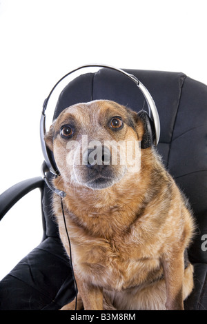 Australian Cattle Dog sitzen im Bürostuhl tragen Kopfhörer wie Operator oder Tech-Support-Mitarbeiter isoliert auf weißem Hintergrund Stockfoto