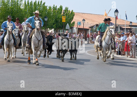 Die traditionelle Leitung von schwarzen Stiere von den Wächtern (Cowboys) durch die Straßen von Saintes Maries De La Mer in Frankreich. Stockfoto