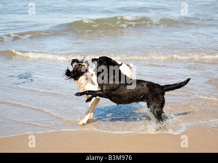 Zwei Hunde spielen kämpfen an einem Strand in Northumberland Stockfoto
