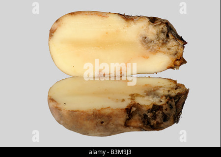 Bakterielle Weichfäule (Pektobacterium carotovorum) in einem Abschnitt Kartoffelknolle Stockfoto