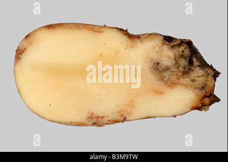 Bakterienweichfäule (Pectinobact6ERium carotovorum) in einem Abschnitt Kartoffelknolle Stockfoto