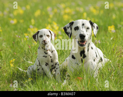 Dalmatiner und Welpen auf Wiese Stockfoto