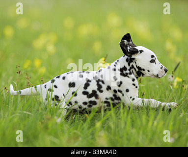 Dalmatiner - Welpe auf Wiese Stockfoto