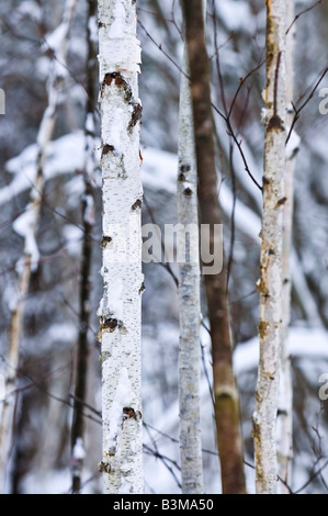 Natürlichen Hintergrund aus Baumstämmen im winter Stockfoto