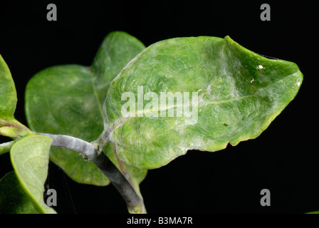 Echter Mehltau Erysiphe Lonicerae auf Geiblatt Lonicera Spp verlsst  Stockfotografie - Alamy