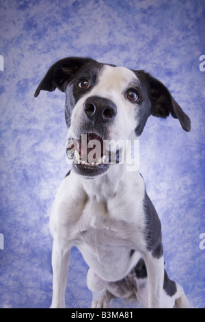 Schwarz und weiß die Deutsche Dogge Mix Hund auf blauem Hintergrund Stockfoto