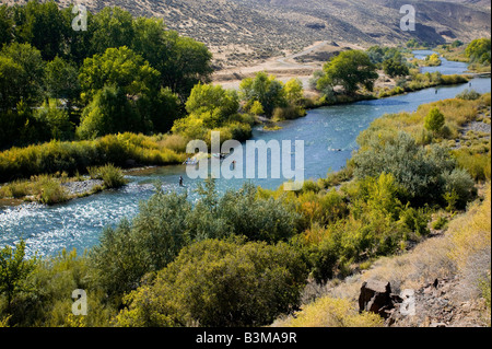 Fliegenfischen Sie am unteren Owyhee River ein blaues Band Bachforelle Fischerei im südöstlichen Oregon Stockfoto