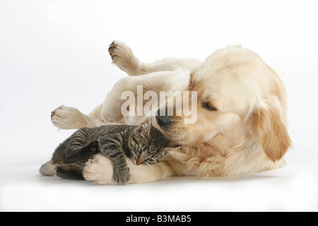 Tier Freundschaft: Golden Retriever Welpen mit Kätzchen Stockfoto