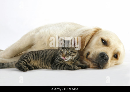 tierische Freundschaft: golden Retriever mit Kätzchen Stockfoto
