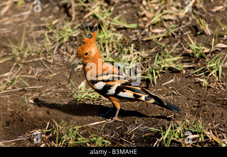 Der afrikanische Wiedehopf (Upupa Africana) auf Boden, Krüger Nationalpark, Südafrika. Stockfoto