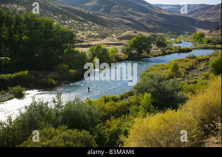 Fliegenfischen Sie am unteren Owyhee River ein blaues Band Bachforelle Fischerei im südöstlichen Oregon Stockfoto