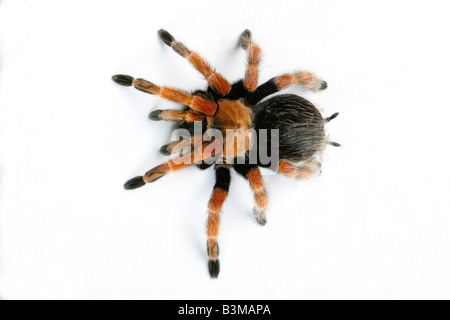 Mexikanische Redleg, Red-legged Tarantula. (Brachypelma Emilia). Spinne isoliert auf weißem Hintergrund Stockfoto