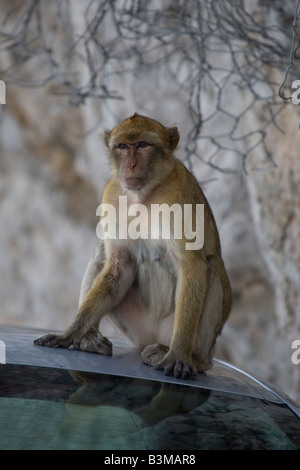 Barbary Affe, Gibraltar Stockfoto