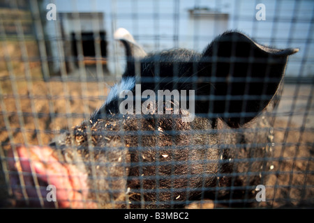 SCHWEIN IN EINEM STIFT AUF EINEM BAUERNHOF IM MITTLEREN WESTEN Stockfoto