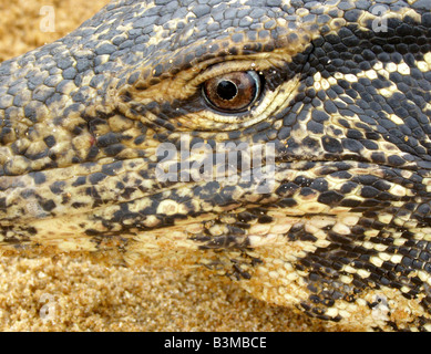 In der Nähe von sandigen gefleckten Gesicht des Asiatischen wasser Waran (Varanus Salvator) mit Details von Skalen und reptilian Auge, Sri Lanka Stockfoto