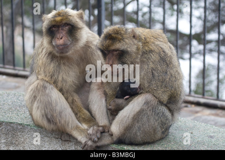 Berberaffen Familie Gibraltar Stockfoto