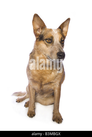 Australian Cattle Dog Sitting isoliert auf weißem Hintergrund Stockfoto