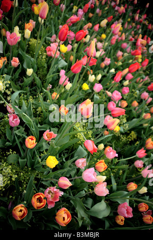 BUNTE TULPEN IM FRÜHLING IM NORDEN VON ILLINOIS USA Stockfoto