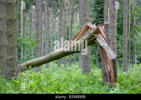 Rissig und kaputt Baumstamm von umgestürzten Baum Stockfoto