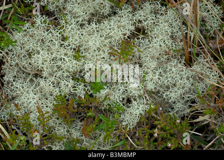 "Rentier Moos" Flechten: Cladonia Portentosa.   Mai Stockfoto