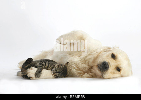 Tierfreundschaft zwischen einem Goldenen Retriever und einer Hauskatze. Ein Tabby-Kätzchen hält sich im Schlaf an die Pfote eines Welpen Stockfoto