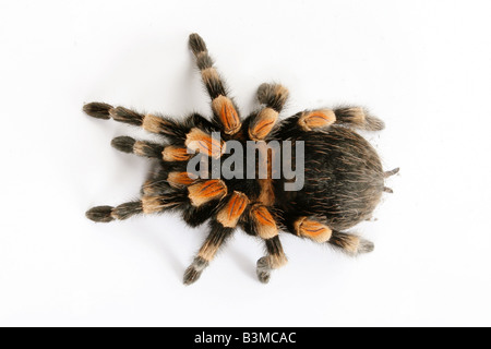 Mexikanische Redleg, Red-legged Tarantula. (Brachypelma Emilia). Spinne isoliert auf weißem Hintergrund Stockfoto