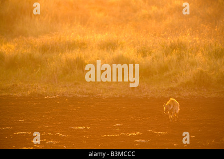 Lachen, Hyäne oder gefleckte Hyänen (Crocuta Crocuta) im Kruger Nationalpark in Südafrika bei Morgengrauen Orange Licht Stockfoto