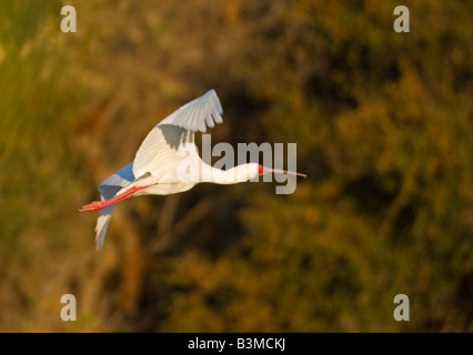 Afrikanischer Löffler (Platalea Alba) in der Zucht Farben (rote Beine und Gesicht), im Flug, Kruger Park, Südafrika Stockfoto