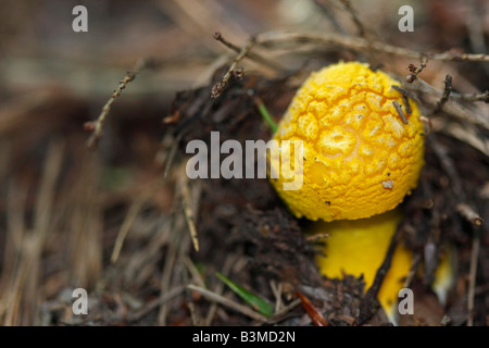 Pilzgiftstoff im Wald Michigan Upper Peninsula in USA US-Nahaufnahme von oben verschwommener Hintergrund horizontale Hi-res Stockfoto