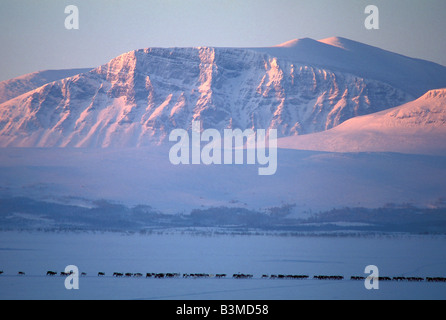 Herde Rentiere Stockfoto