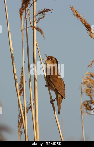 Savi's Grumbler (Locustella luscinioides). Ein Mann im Gesang, der auf einem Schilfstiel sitzt Stockfoto