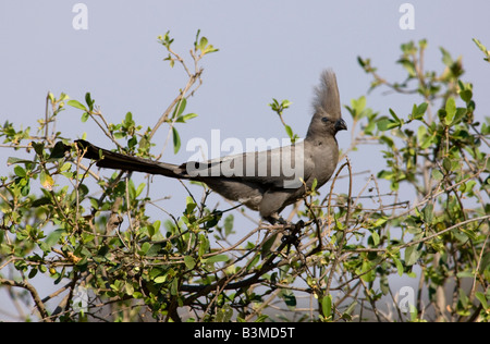Graue Go-away-Bird (Corythaixoides Concolor), auch bekannt als grau Lourie, grau Loerie oder Kwêvoël, Südafrika Kruger Park Stockfoto