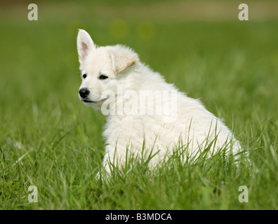 Weißer Schweizer Schäferhund - Welpen sitzen auf der Wiese Stockfoto