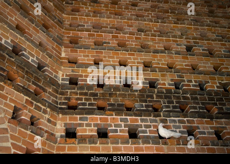 Weiße Tauben oder Fanschwanztauben in einem historischen Dovecote Stockfoto