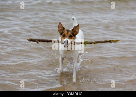 Jack Russell Terrier läuft am Cromer Beach an der North Norfolk Küste Stockfoto