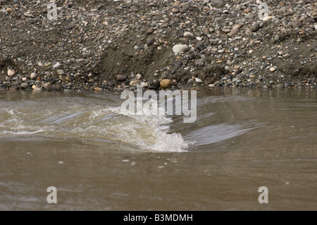 Plätschern des Wassers bei einer Floßfahrt auf dem Chilkat River durch die Chilkat Bald Eagle Preserve in Alaska gesehen Stockfoto