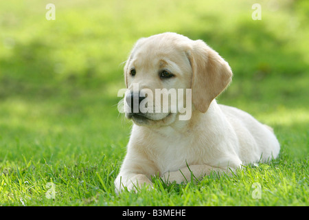 Labrador Retriever Welpen - auf der Wiese liegend Stockfoto