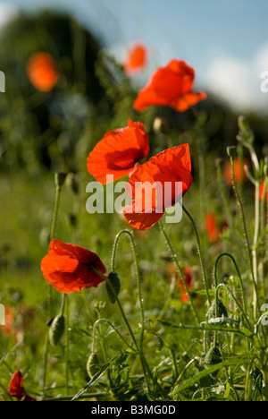 Hinterleuchtete Mohn am frühen Morgen Stockfoto