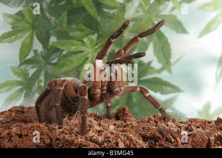 Goliath Birdeater (Theraphosa blondi), die größte Spinne der Welt Stockfoto