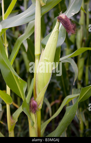 Maisfeld in Deutschland - Zea mays Stockfoto