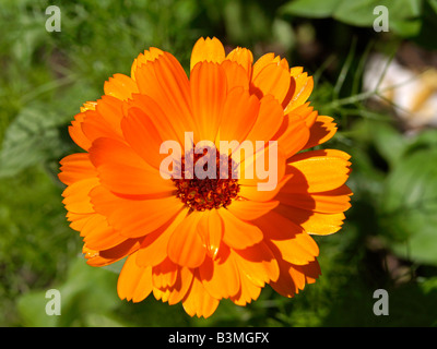 Bluehende Ringelblume Calendula Officinalis Heilpflanze Ringelblume Stockfoto