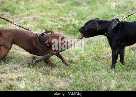 Zwei "Pit Bull" Hunde kämpfen für einen Stick während Pit Bull Show in Zbroslawice, Polen. Stockfoto