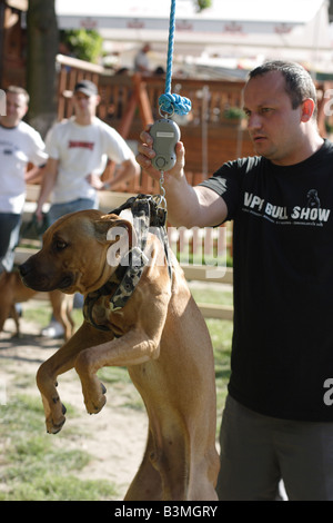 Gewichtung der Pitbulls vor Wettkämpfen während Pit Bull Show in Zbroslawice, Polen. Stockfoto